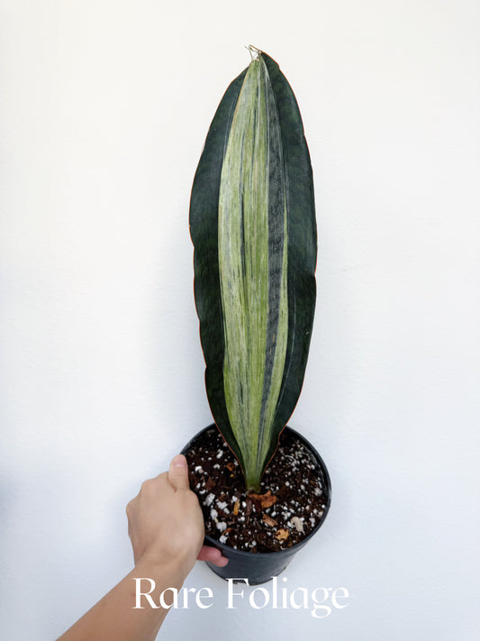 Sansevieria ‘Whale Fin’ Albo/Mint Variegated 6”