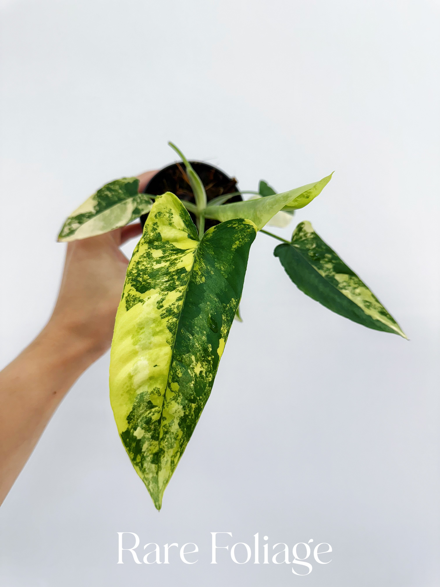 Schismatoglottis Wallichii Variegated 3”  Exact Plant