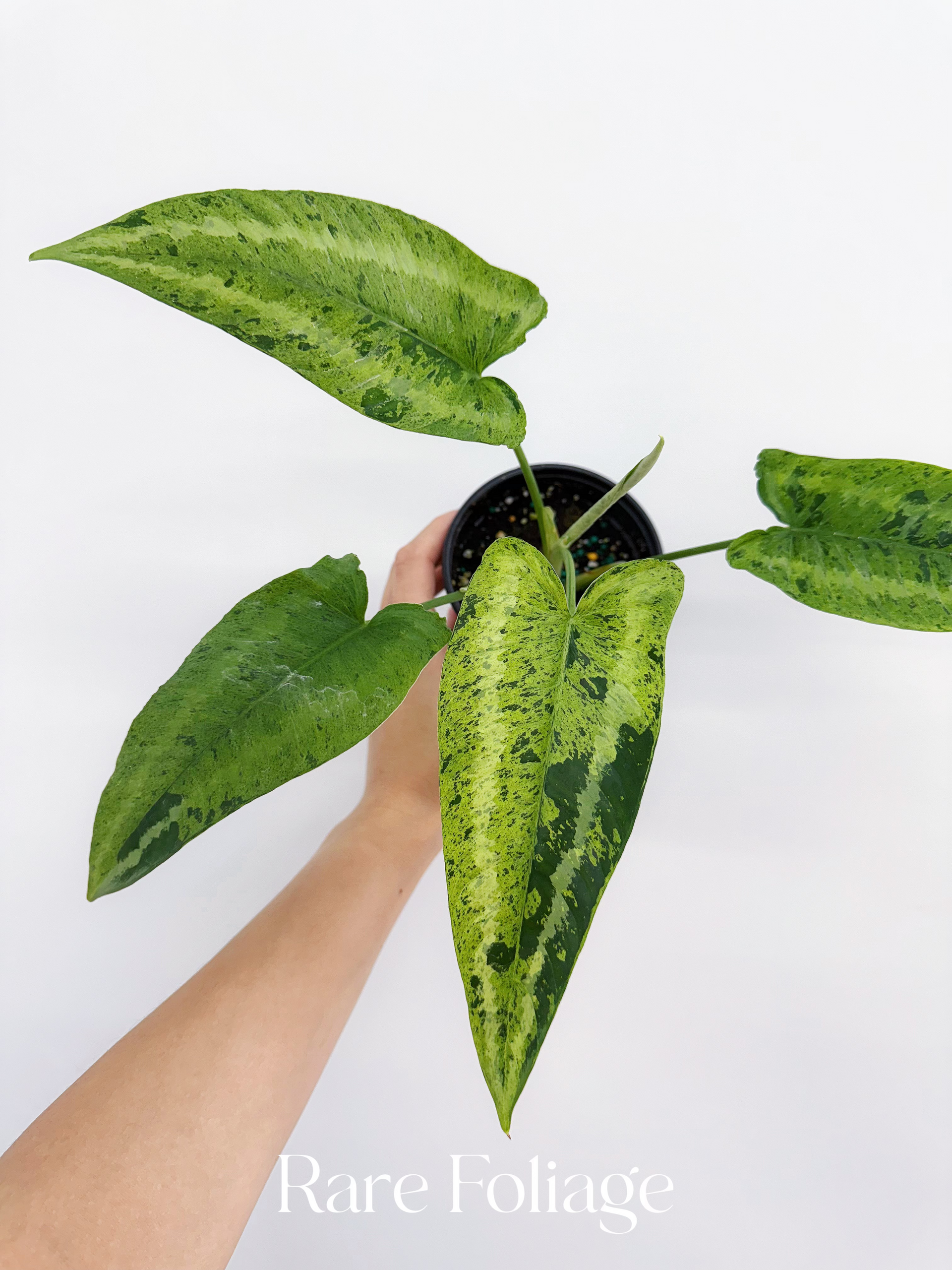 Schismatoglottis Wallichii Mint Variegated 4” – Rare Foliage Plant Co