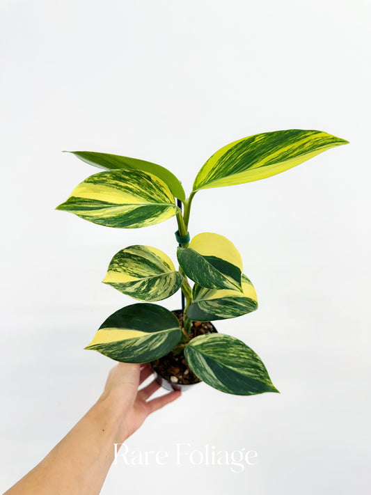 Scindapsus Rupestris Variegated 4" Exact Plant