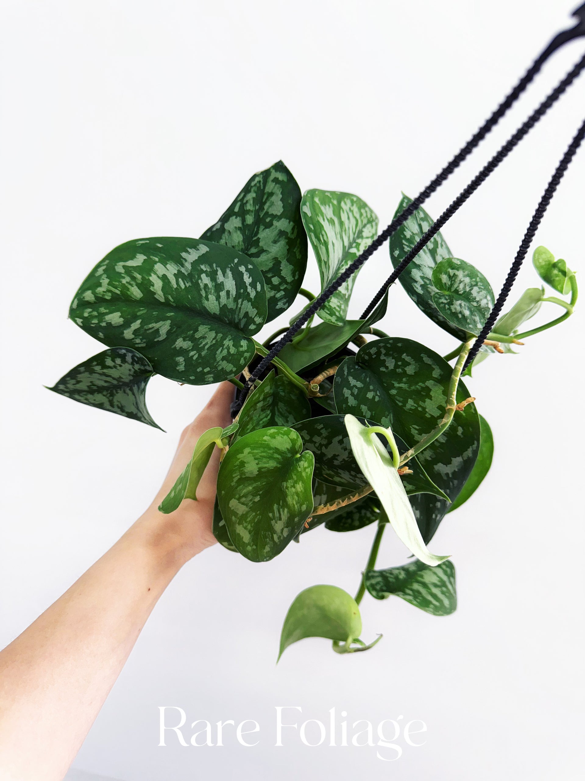 silver pothos hanging Scindapsus Army Silver 4” Hanging Basket – Rare Foliage Plant Co