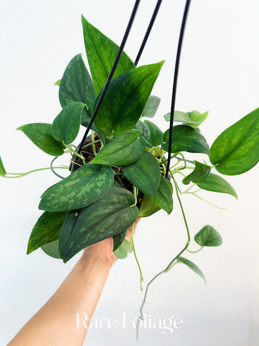 Scindapsus Army Green 6” Hanging Basket