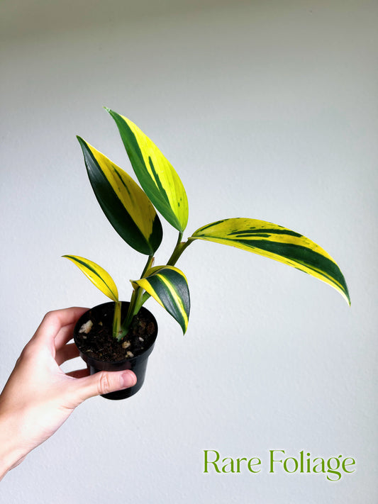 Scindapsus Coriaceus Variegated 3”