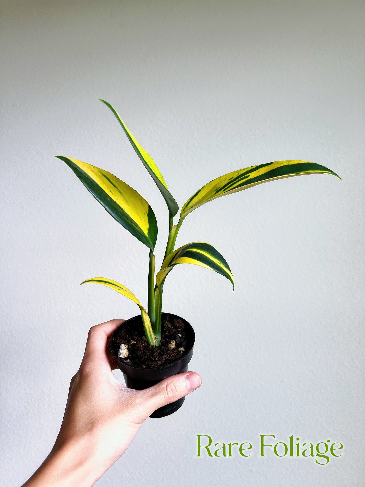 Scindapsus Coriaceus Variegated 3”