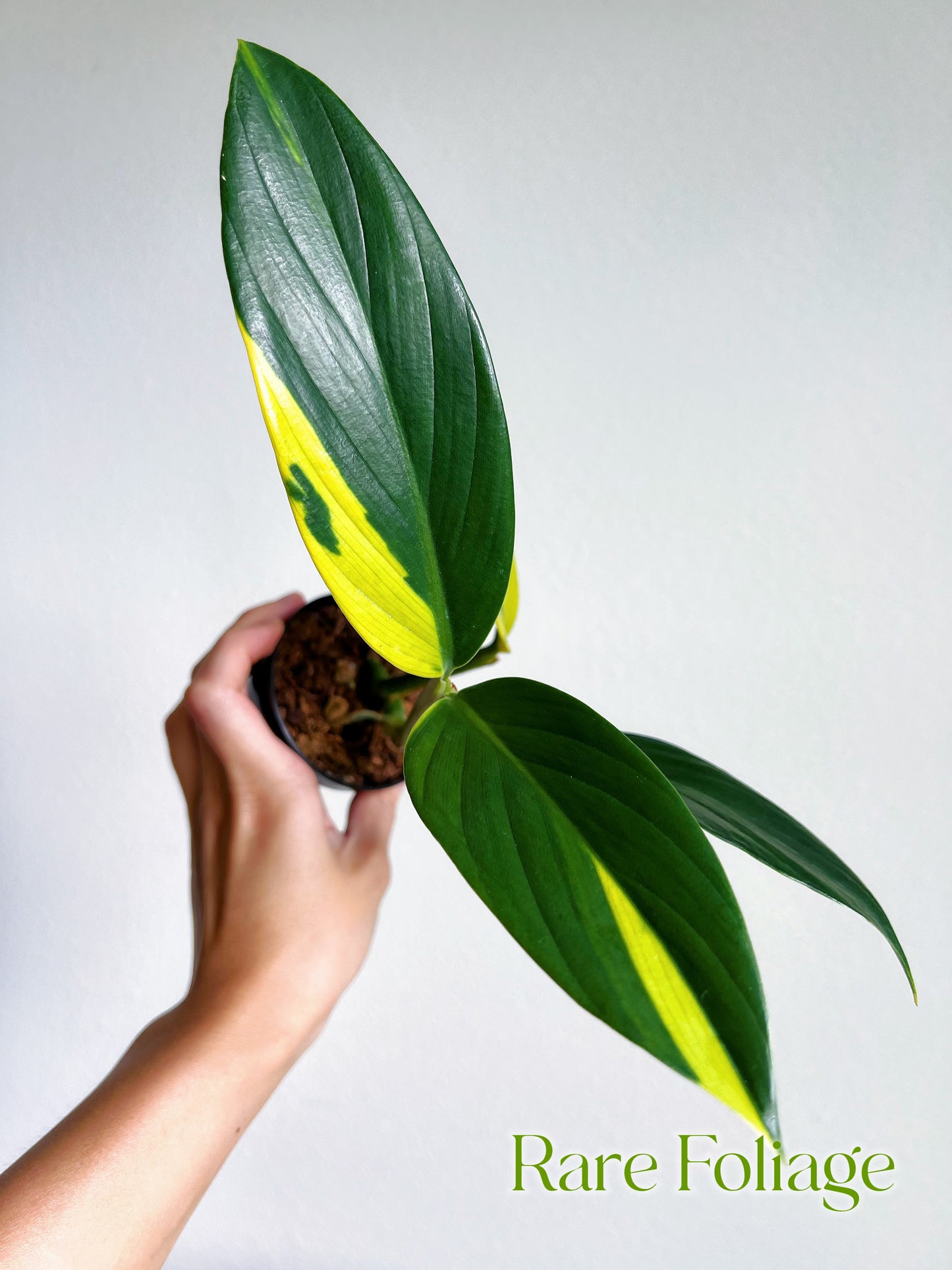 Scindapsus Coriaceus Variegated 3”