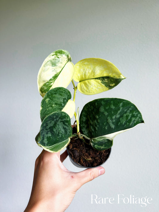 Scindapsus Exotica Variegated 3” Mother Plant