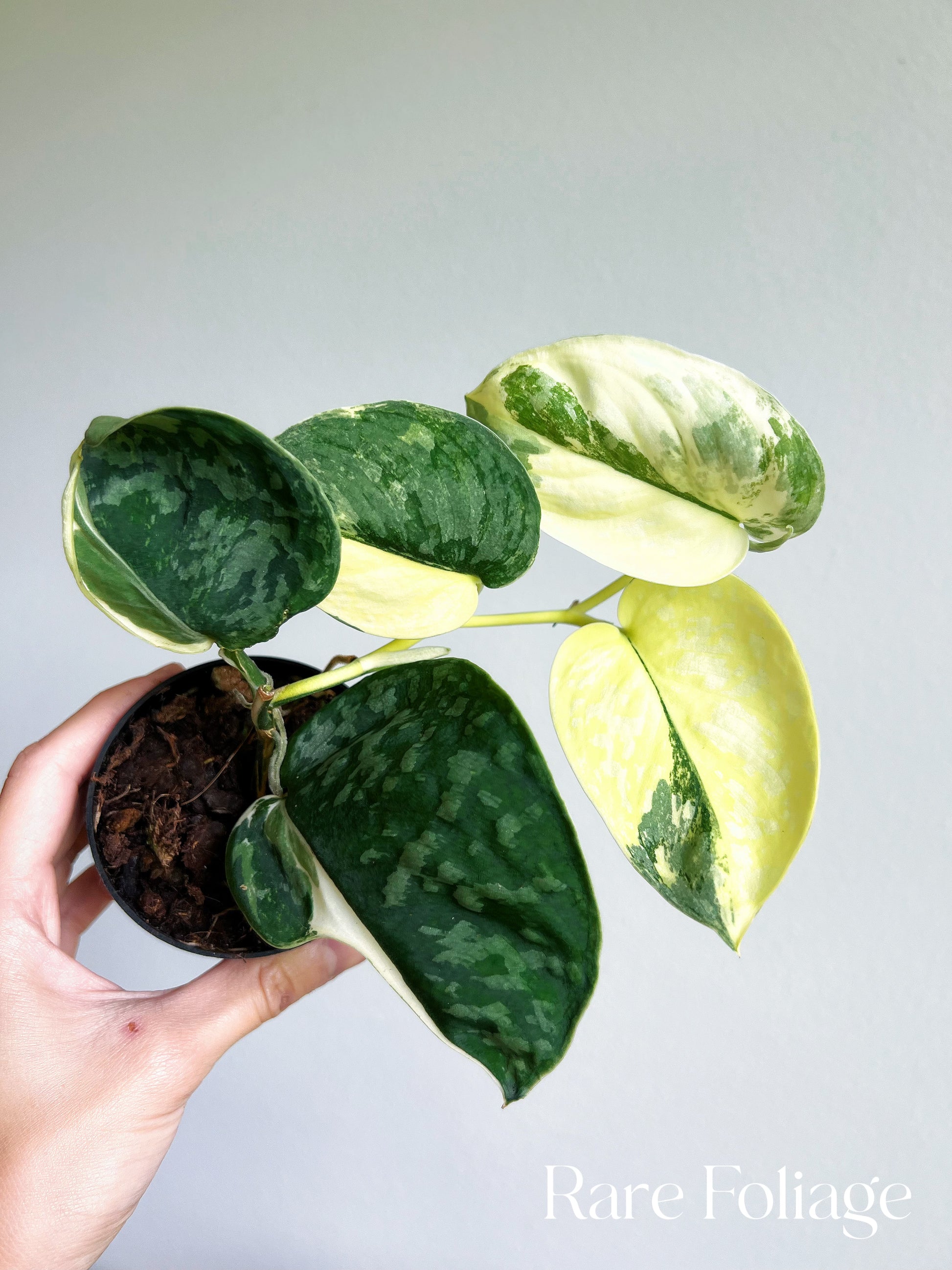 Scindapsus Variated Scindapsus Exotica Variegated 3” Mother Plant – Rare Foliage Plant Co