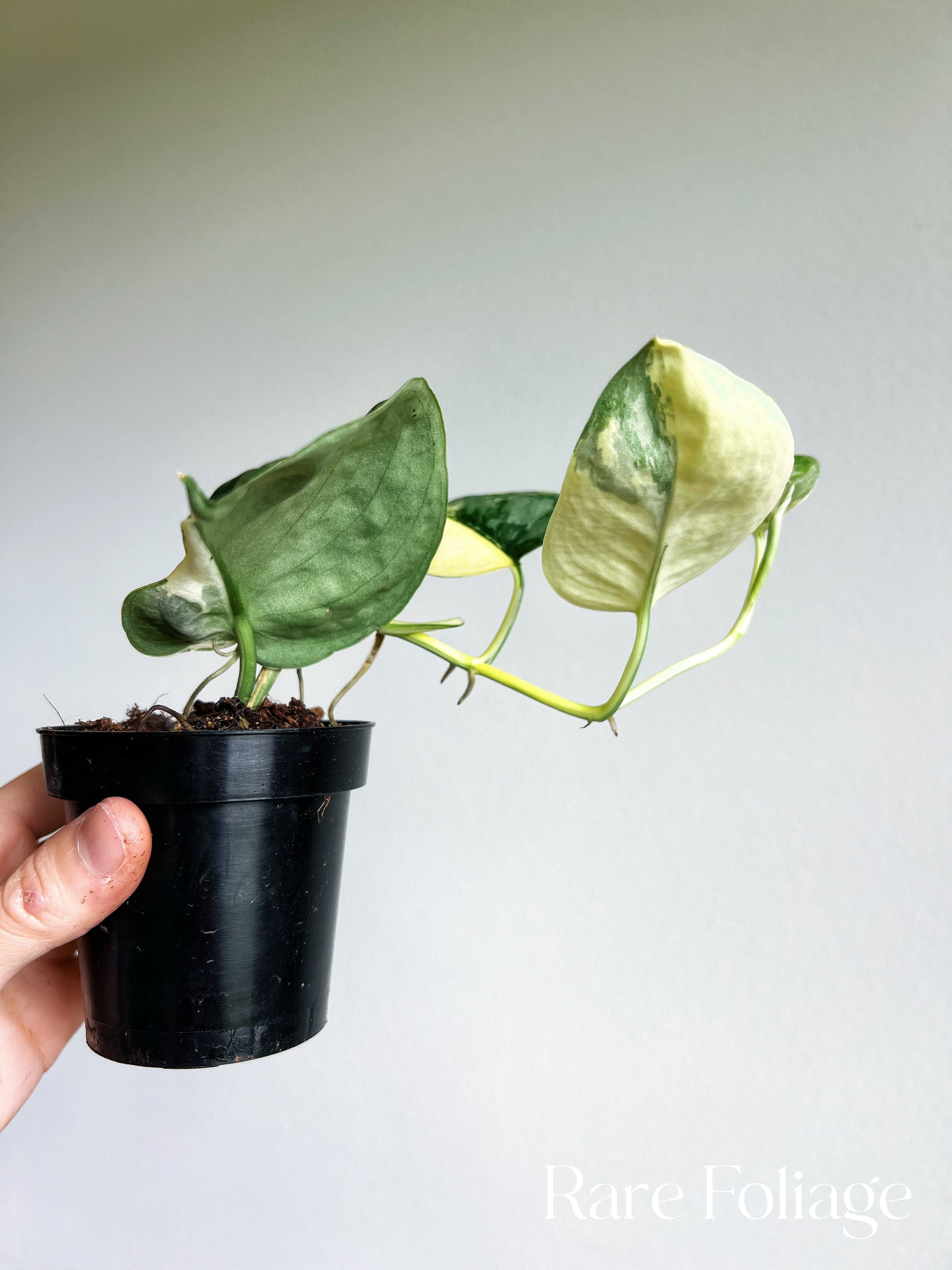 Scindapsus Variated Scindapsus Exotica Variegated 3” Mother Plant – Rare Foliage Plant Co