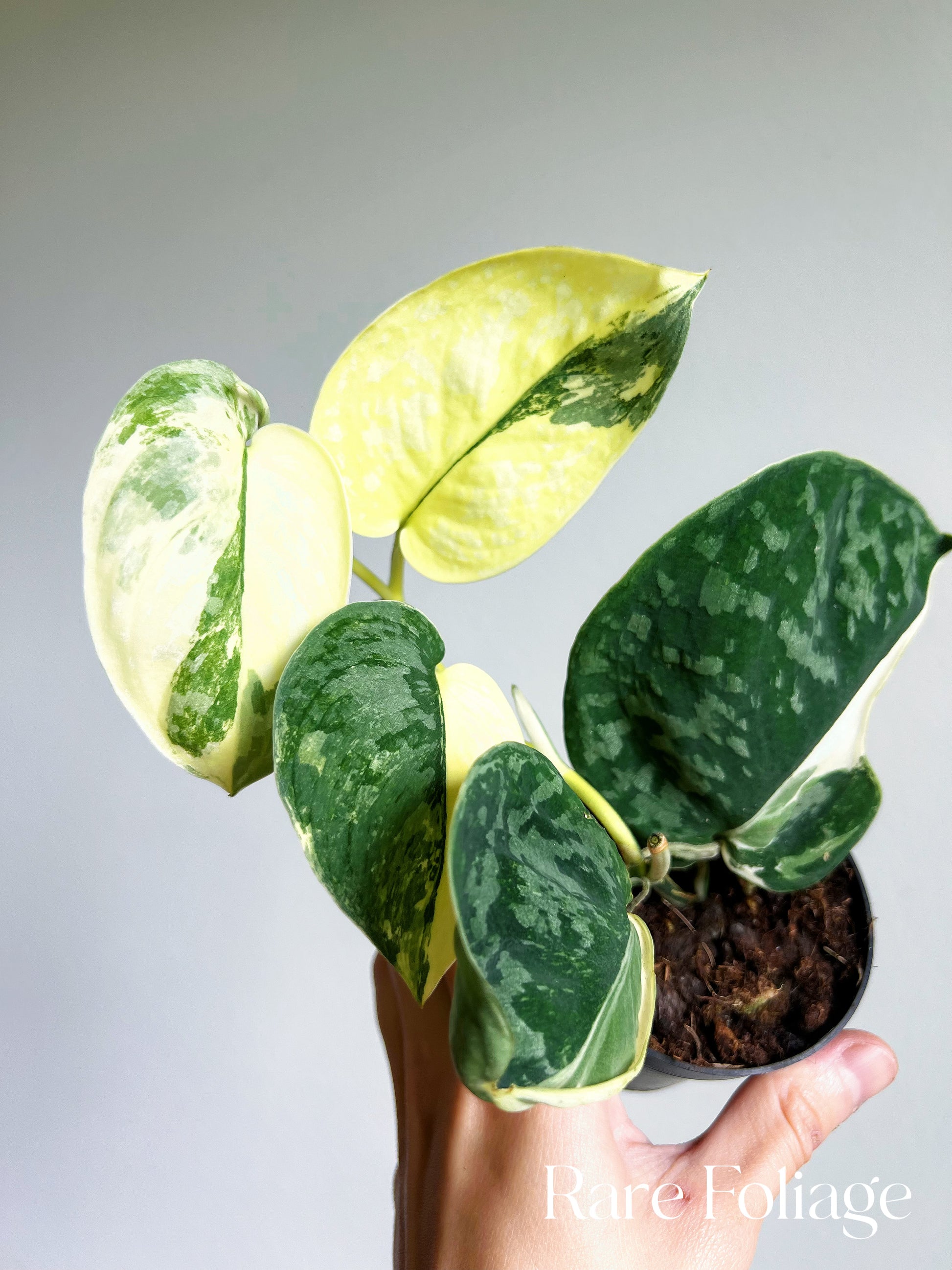 Scindapsus Variated Scindapsus Exotica Variegated 3” Mother Plant – Rare Foliage Plant Co