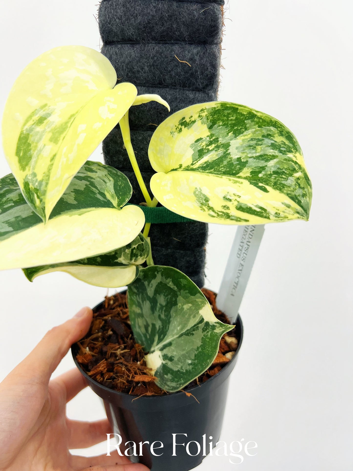 Scindapsus Exotica Variegated 4” Exact Plant