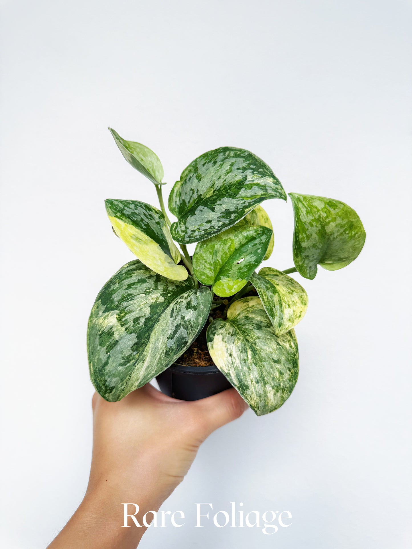 Scindapsus Geulis Variegated 4"