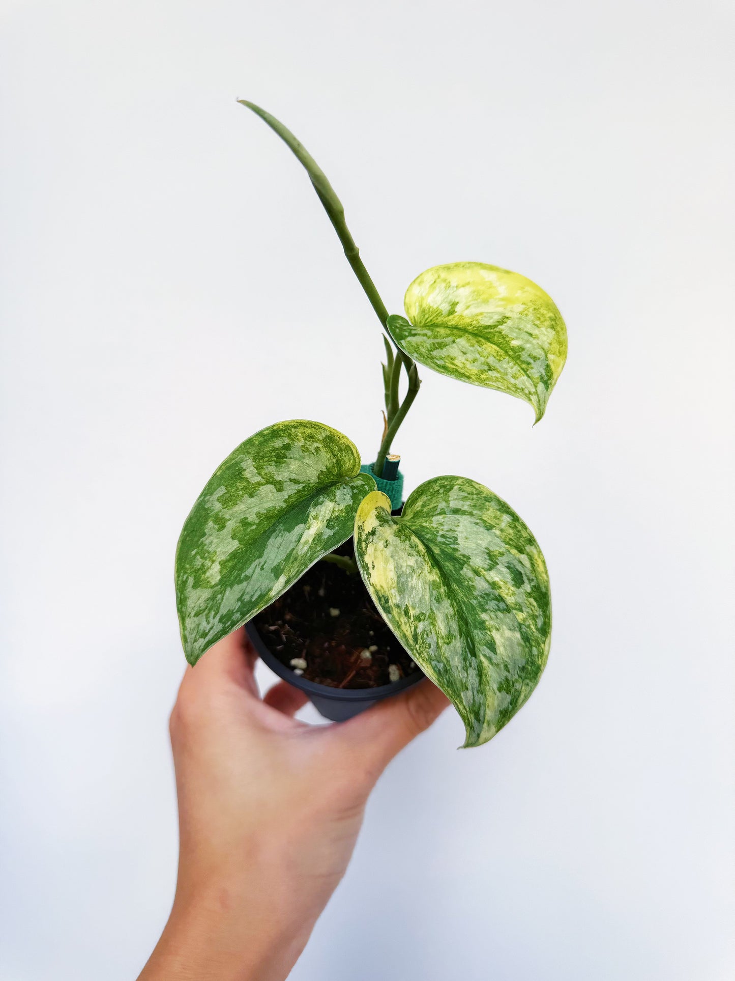 Scindapsus Geulis Variegated 3”