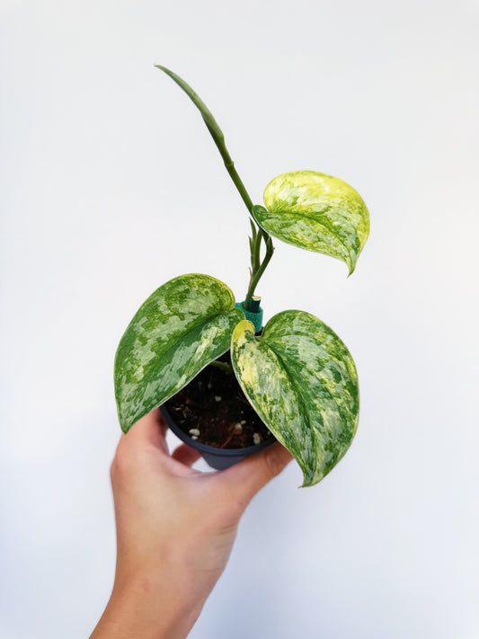 Scindapsus Geulis Variegated 3”