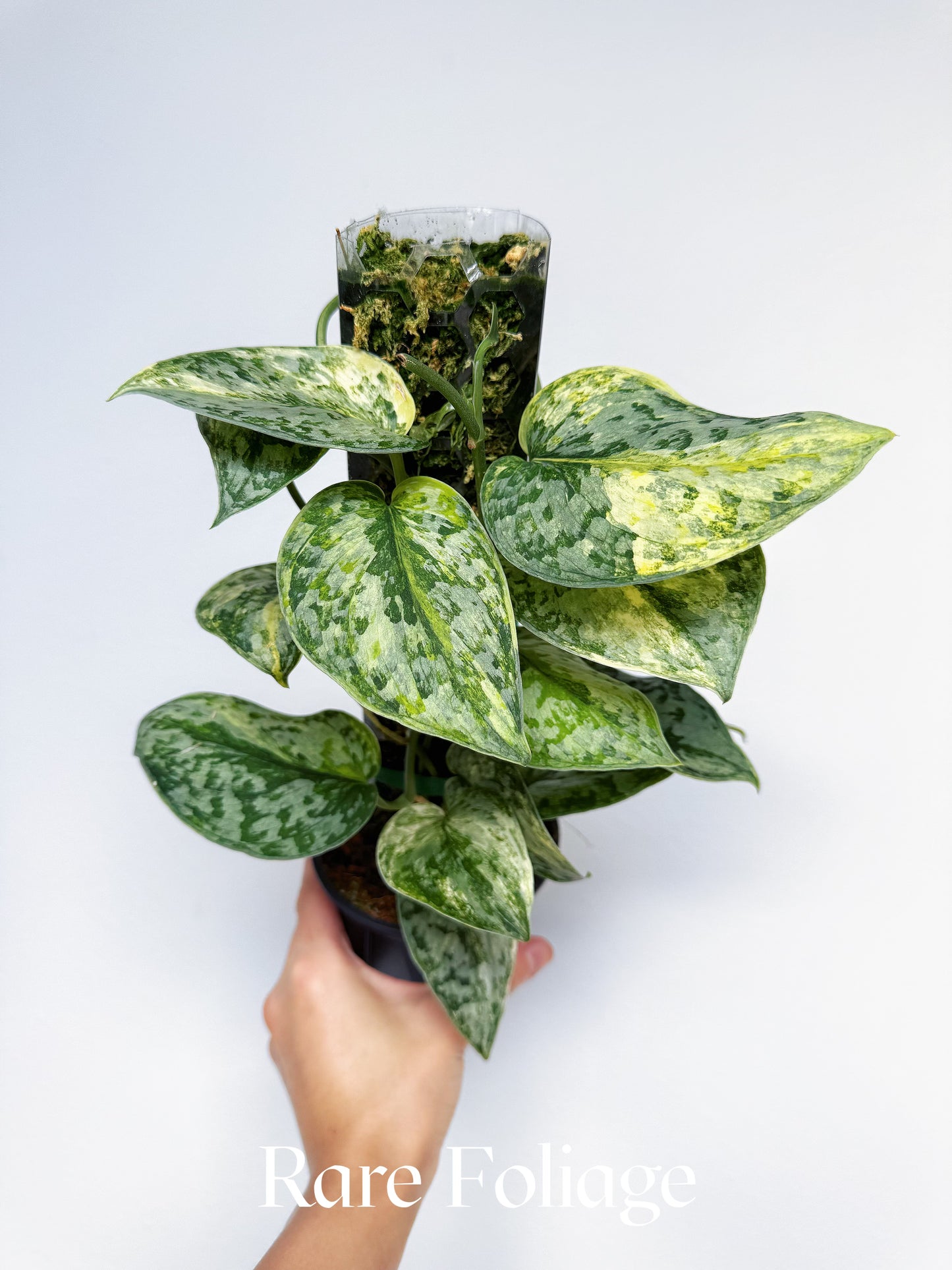 Scindapsus Geulis Variegated 4" Totem