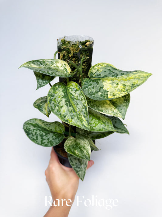 Scindapsus Geulis Variegated 4" Totem