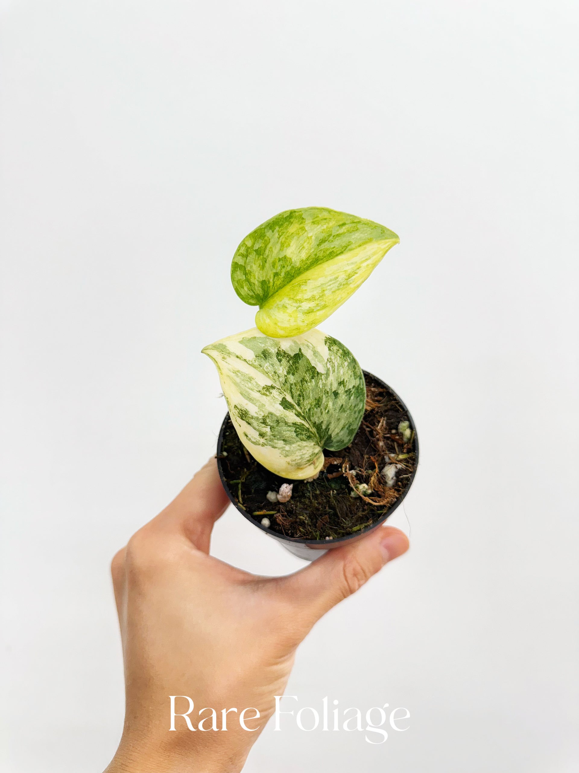 【レア】Scindapsus geulis Scindapsus Geulis Variegated 3” – Rare Foliage Plant Co