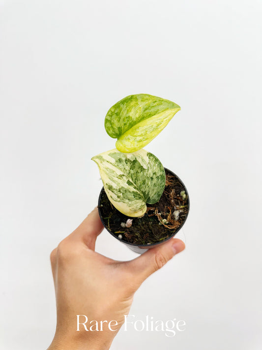 Scindapsus Geulis Variegated 3”