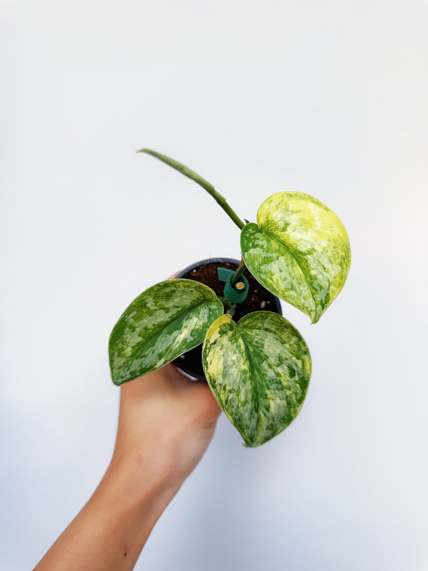 Scindapsus Geulis Variegated 3”
