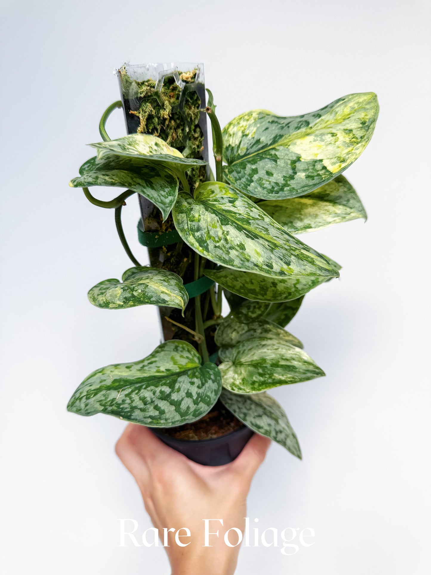 Scindapsus Geulis Variegated 4" Totem