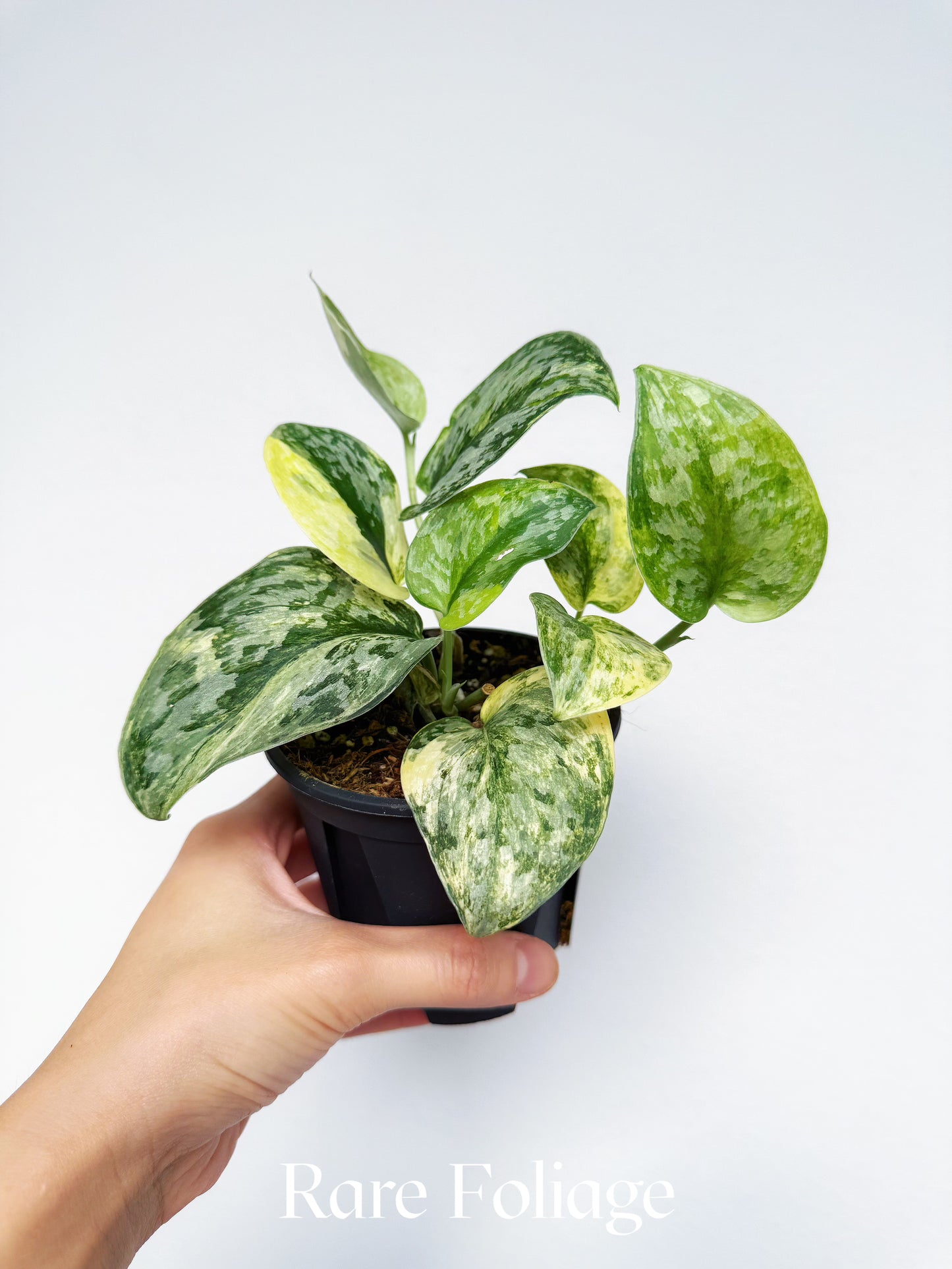 Scindapsus Geulis Variegated 4"