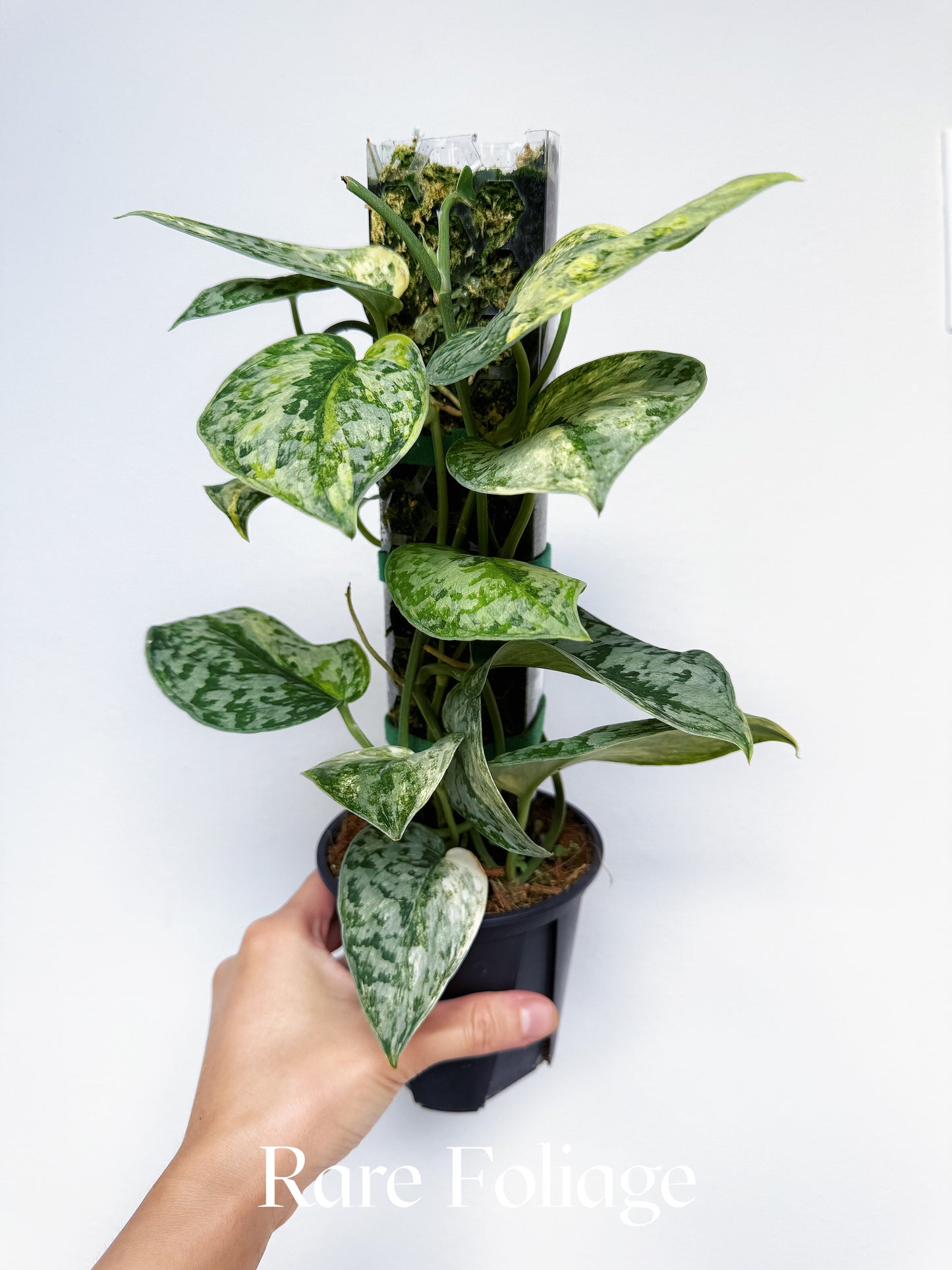 Scindapsus Geulis Variegated 4" Totem