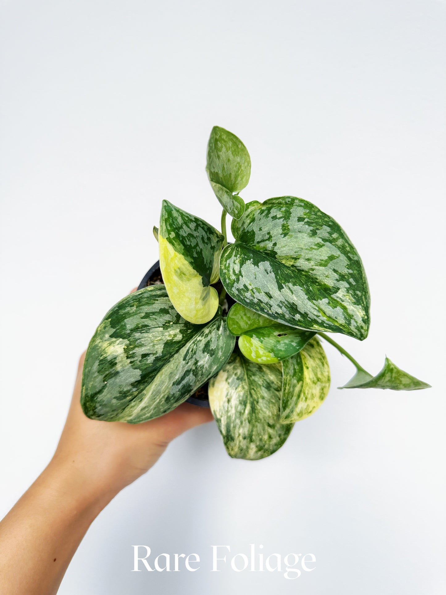Scindapsus Geulis Variegated 4"