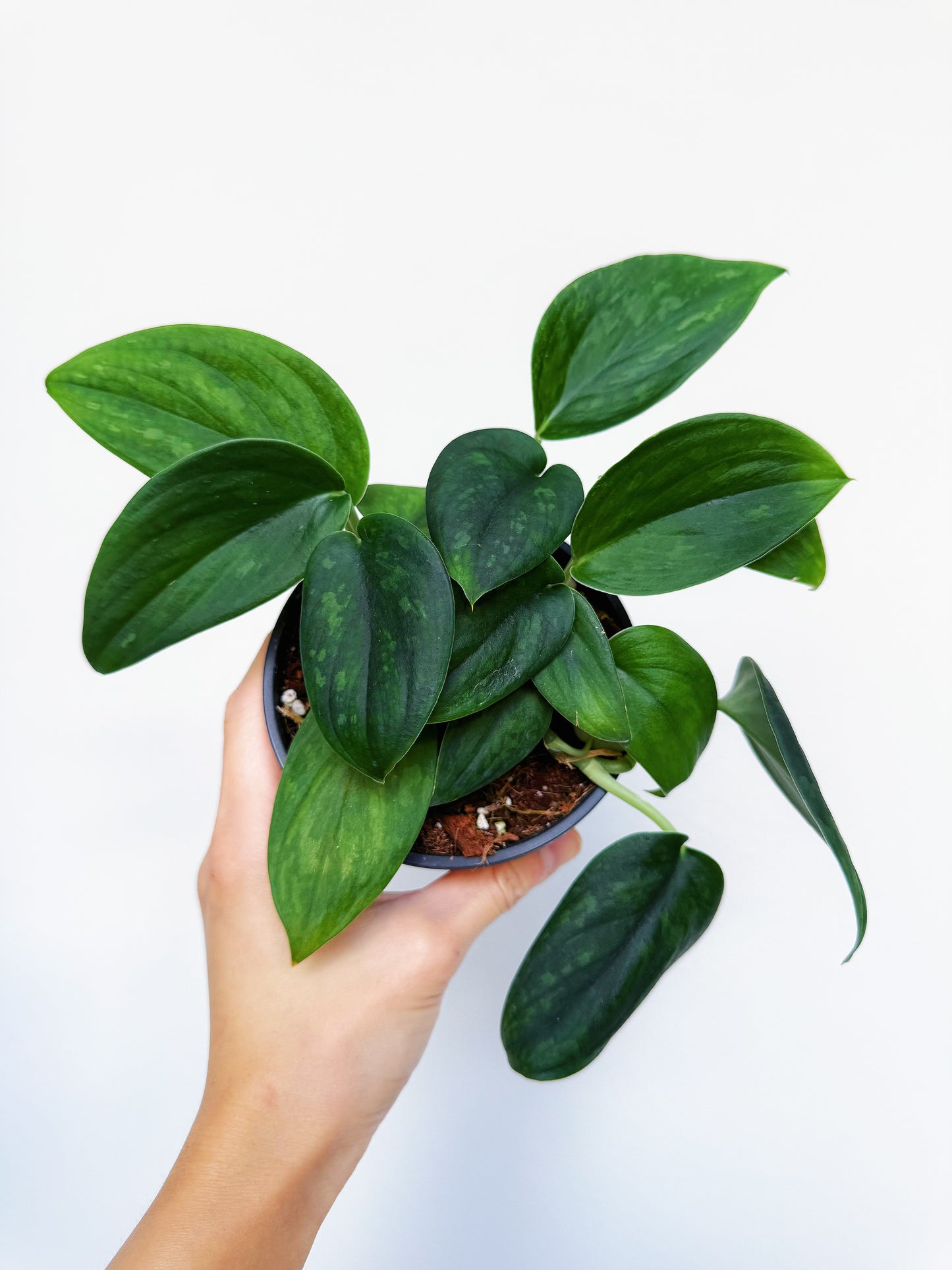 Scindapsus Army Green 4”