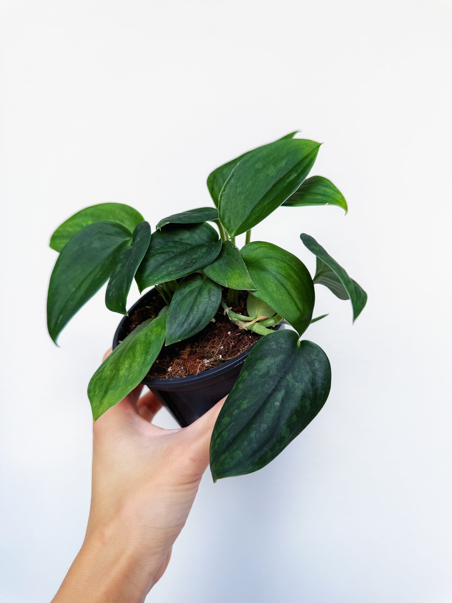 Scindapsus Army Green 4”