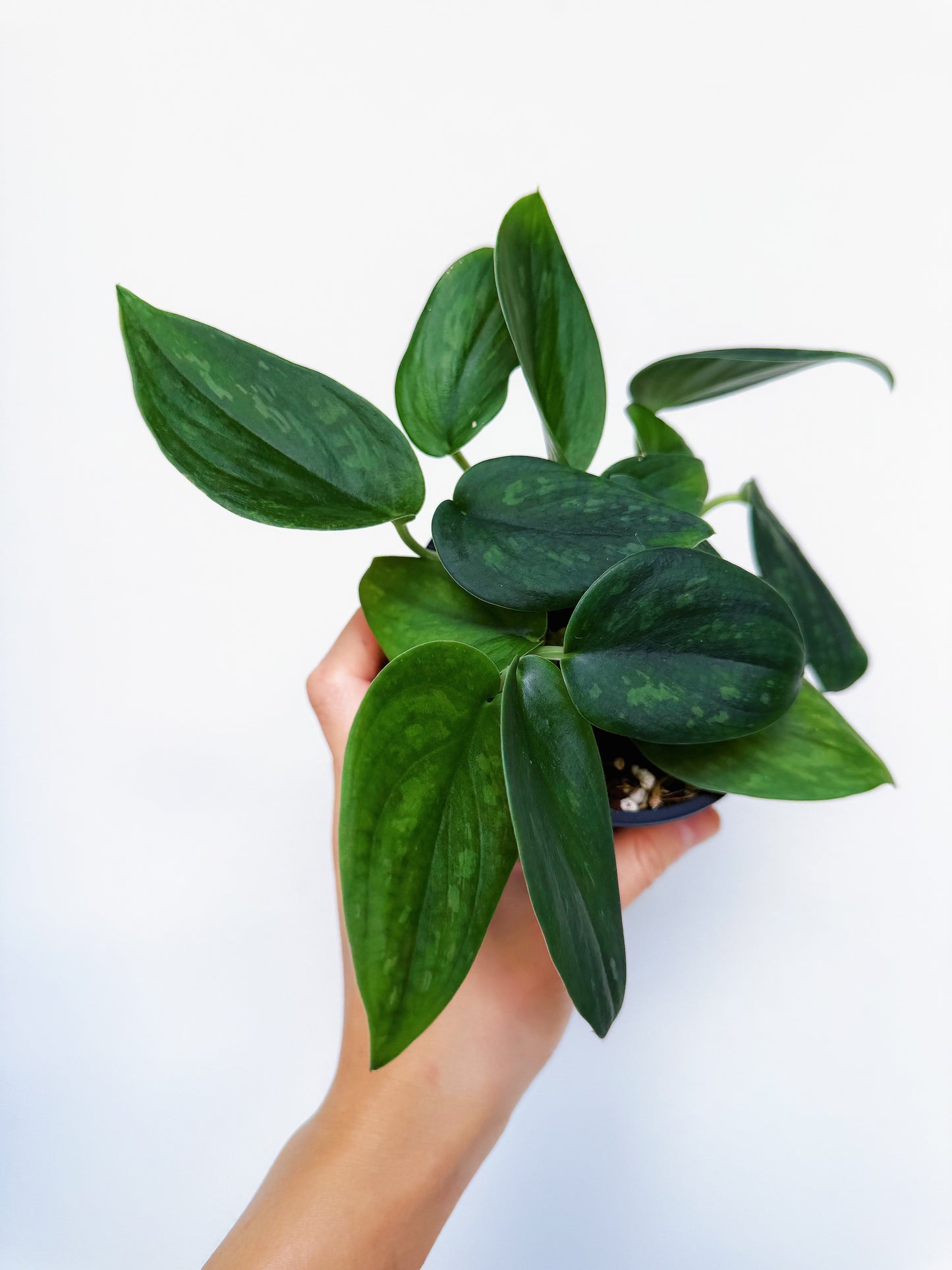 Scindapsus Army Green 4”