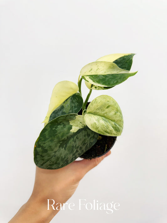 Scindapsus Halimoon 3”