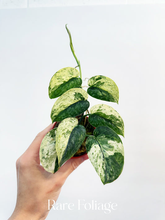 Scindapsus Halimoon 3” Exact Plant