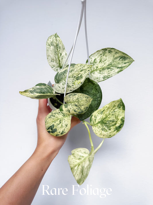 Scindapsus Halimoon 3" Hanging Basket