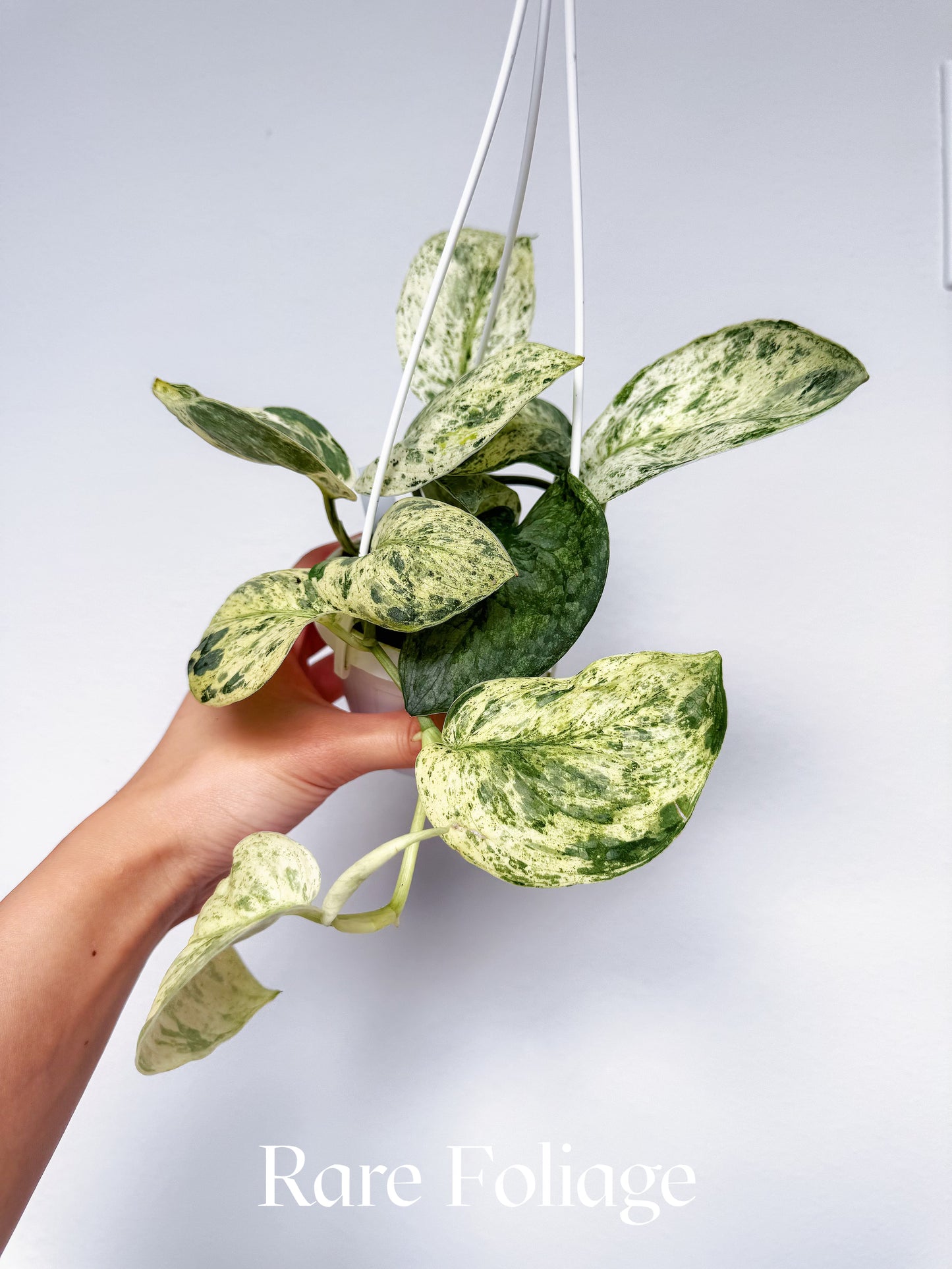 Scindapsus Halimoon 3" Hanging Basket