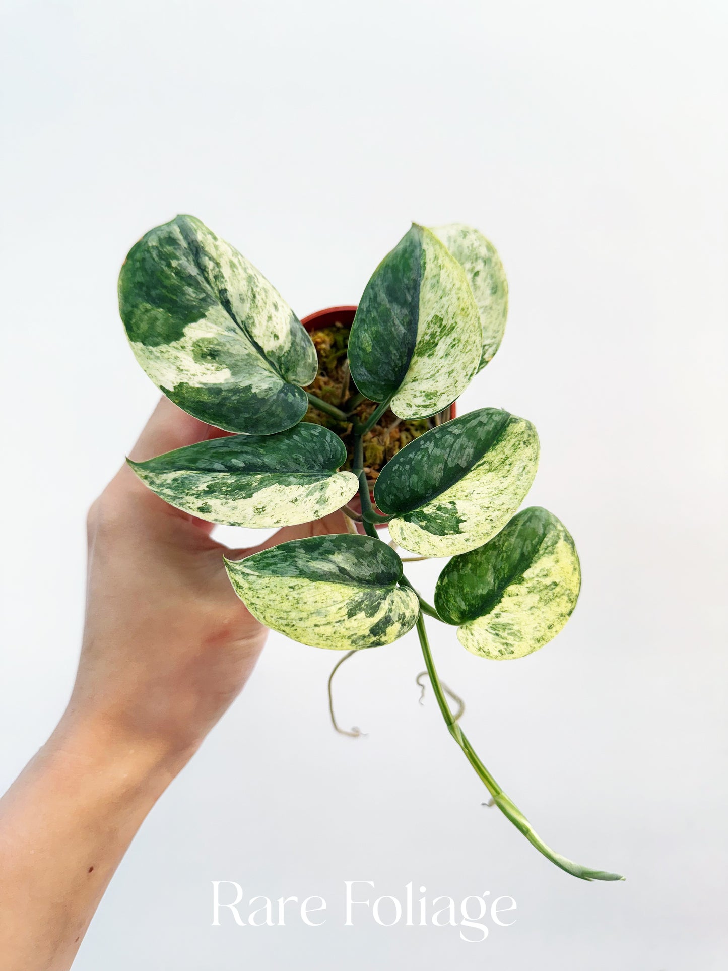 Scindapsus Halimoon 3” Exact Plant