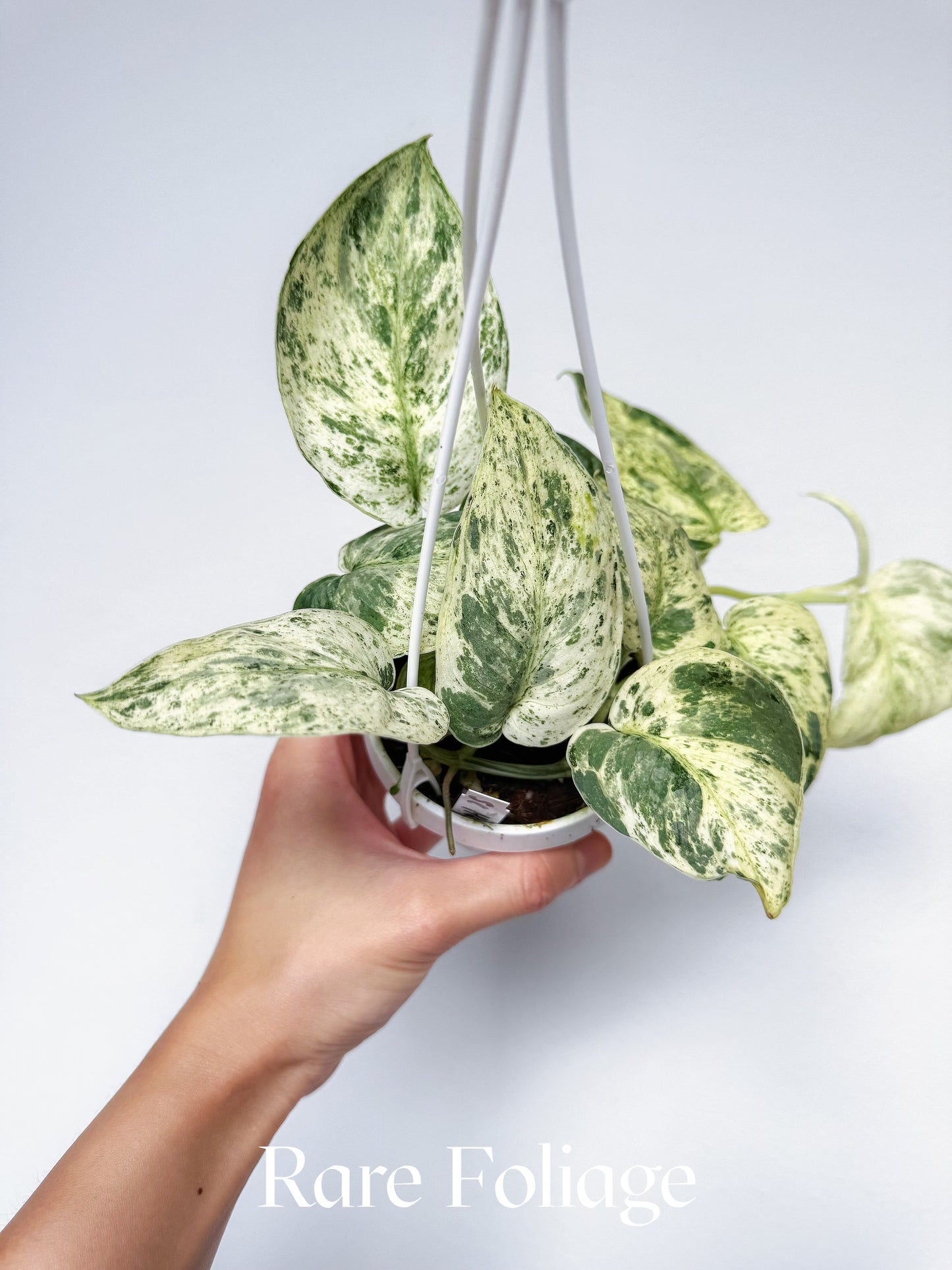 Scindapsus Halimoon 3" Hanging Basket