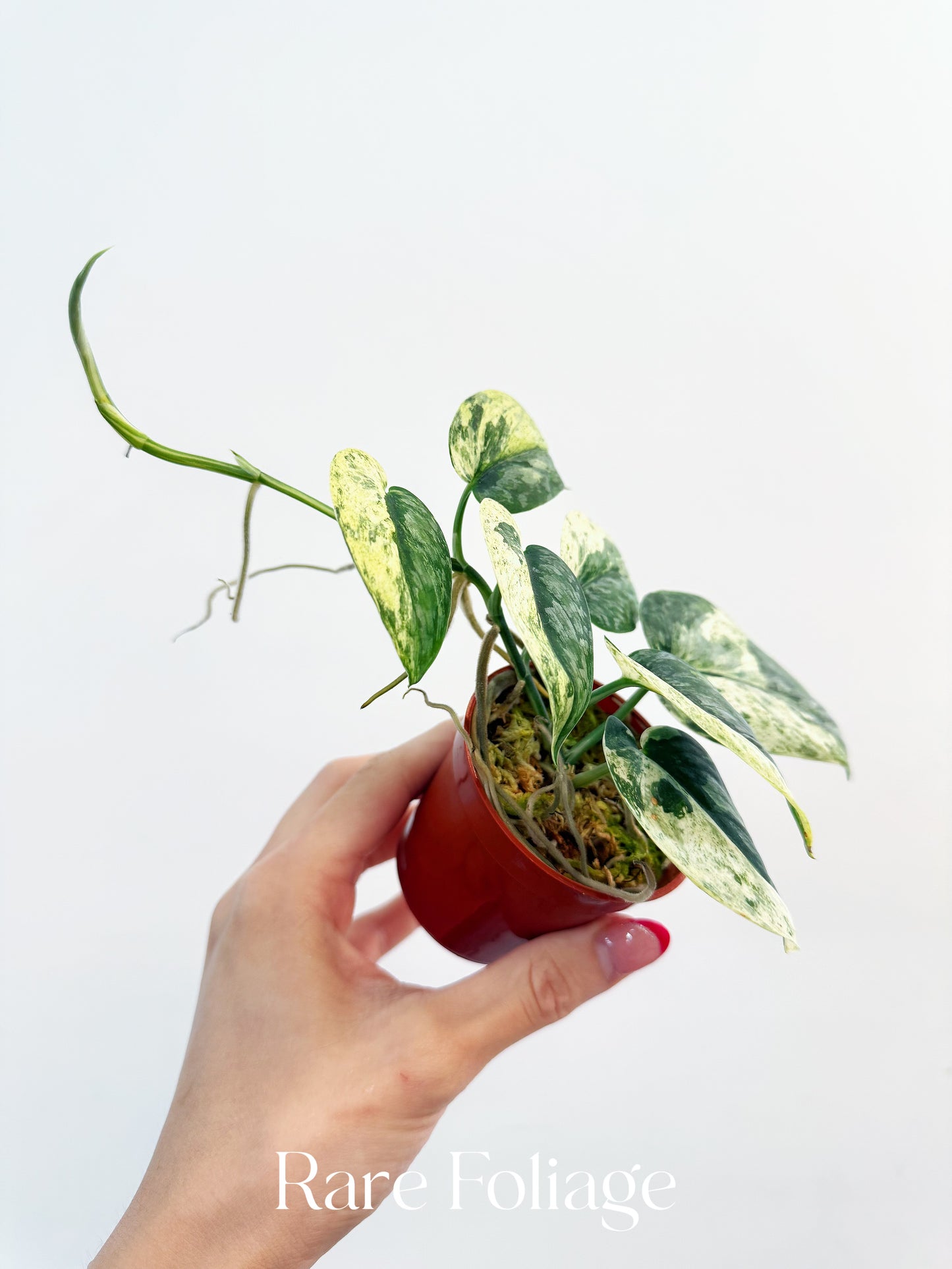 Scindapsus Halimoon 3” Exact Plant