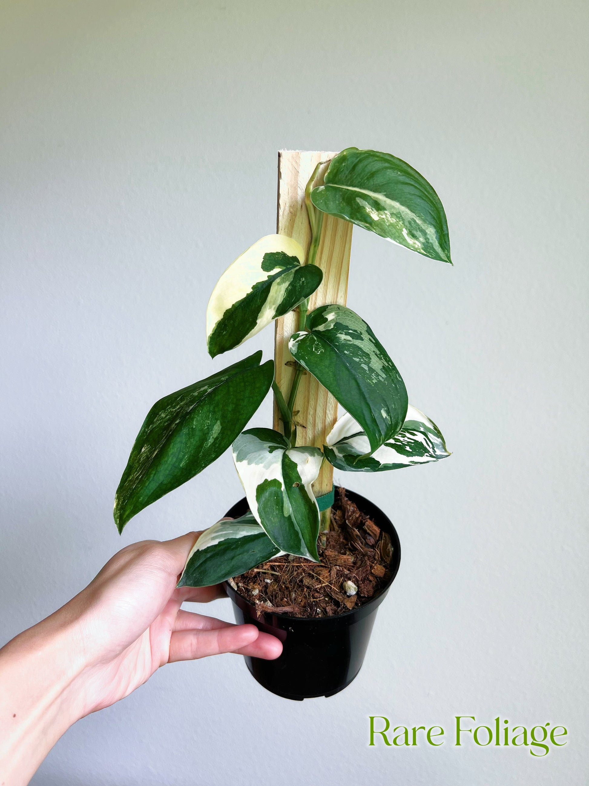 satin jade plant Scindapsus Jade Satin Albo 4”