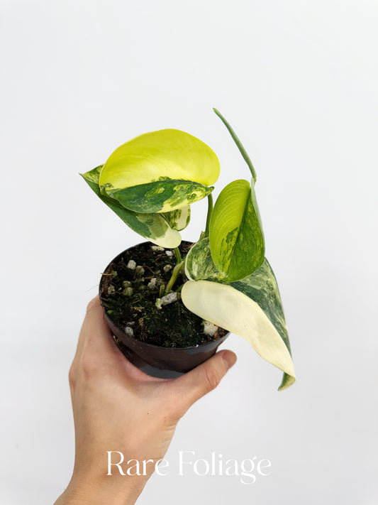 Scindapsus Jade Satin Aurea 4"