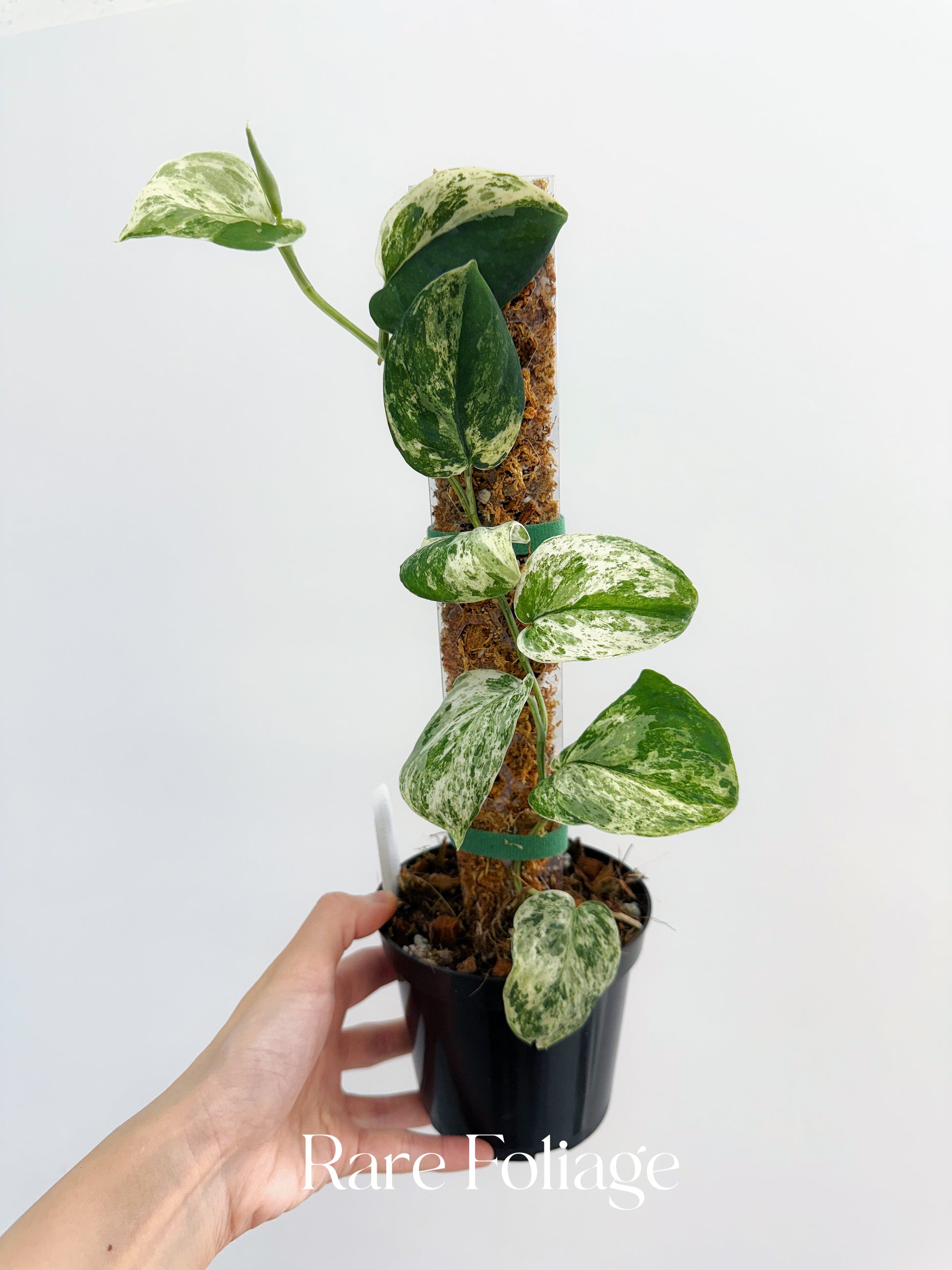 jade satin pothos Scindapsus Jade Satin Marble 4” Totem – Rare Foliage Plant Co