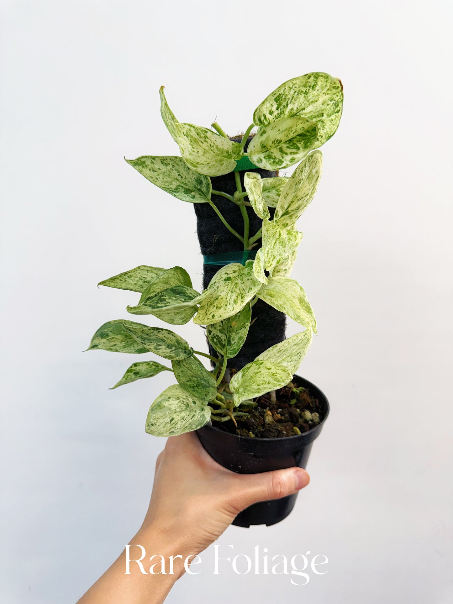Scindapsus Jade Satin Marble 4” with Moss Pole