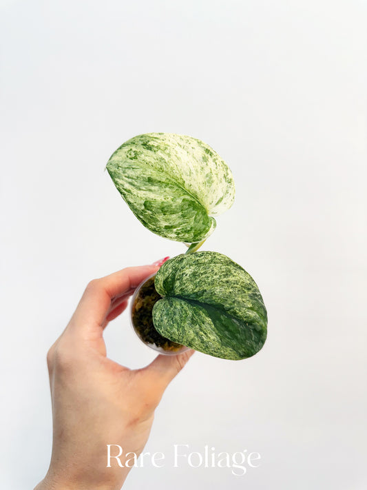 Scindapsus Jade Satin Marble 2”