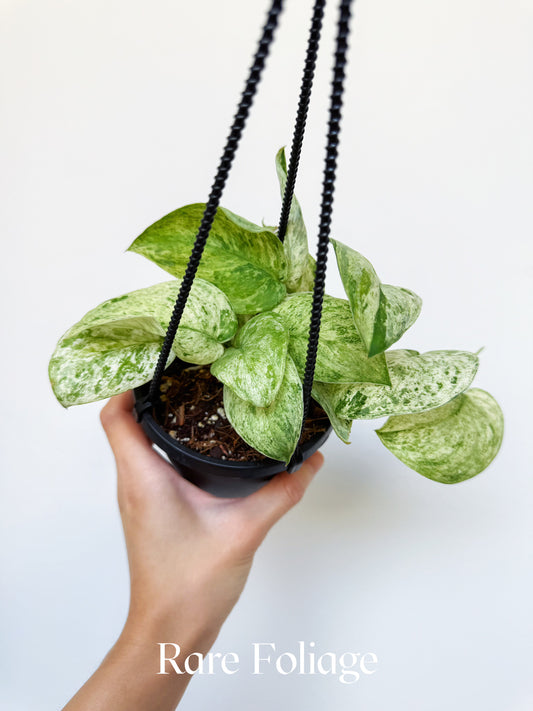 Scindapsus Jade Satin Marble 4" Hanging Basket