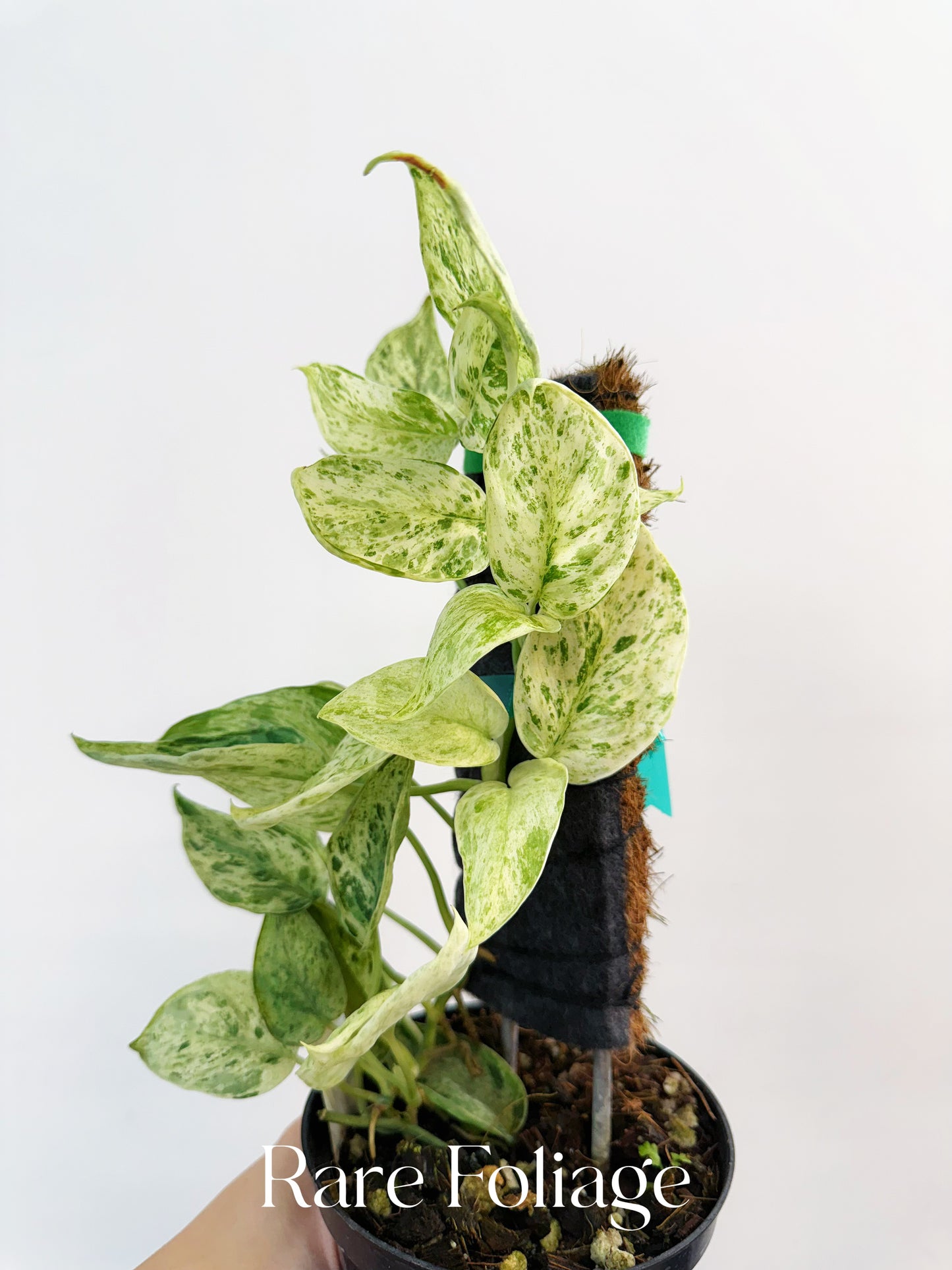 Scindapsus Jade Satin Marble 4” with Moss Pole