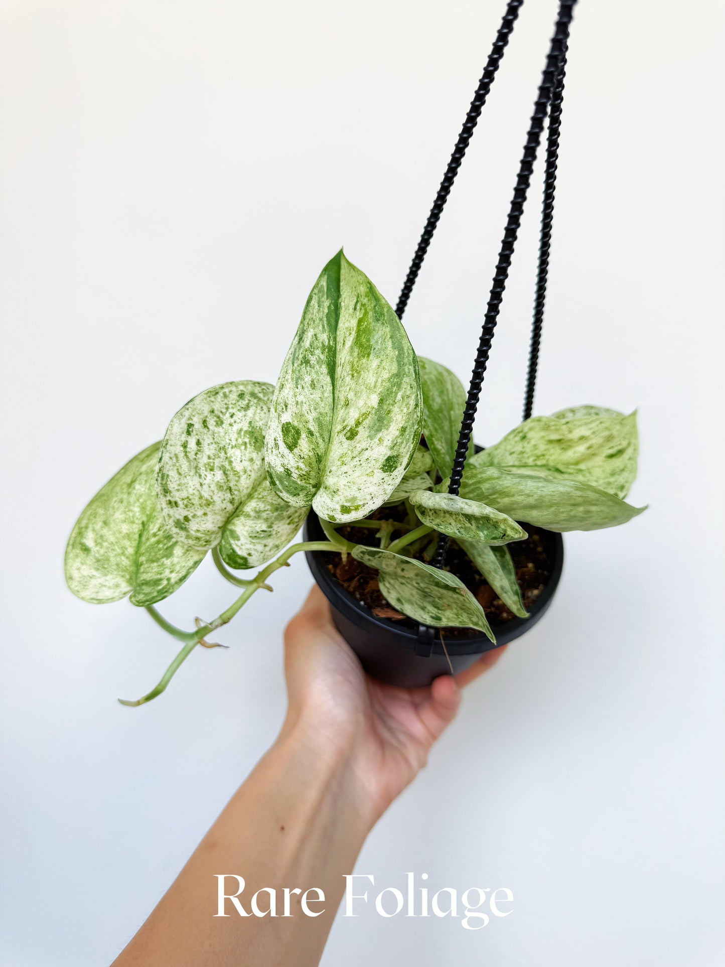 Scindapsus Jade Satin Marble 4" Hanging Basket