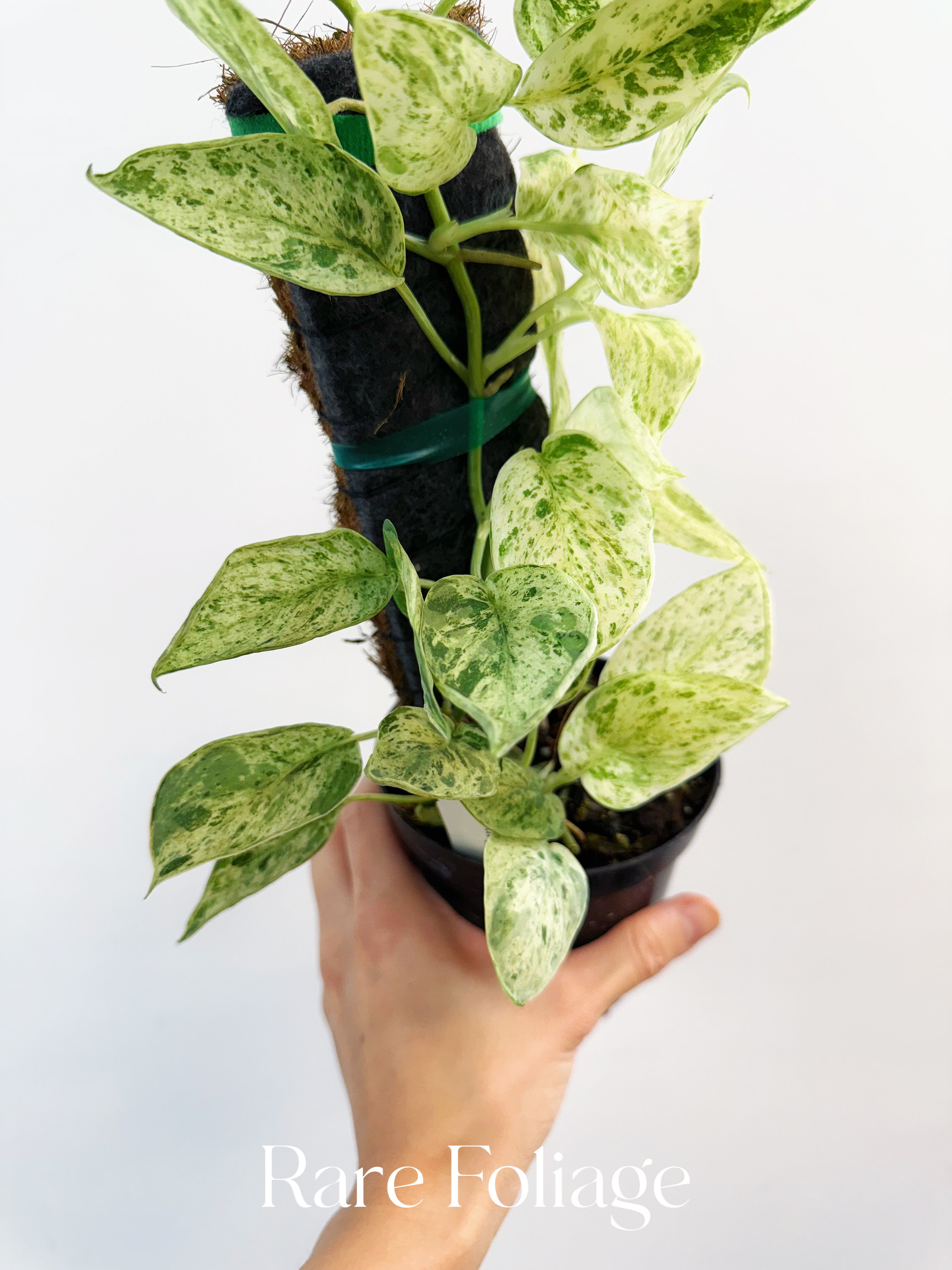 Scindapsus Jade Satin Marble Variegated - Thumbnail 3