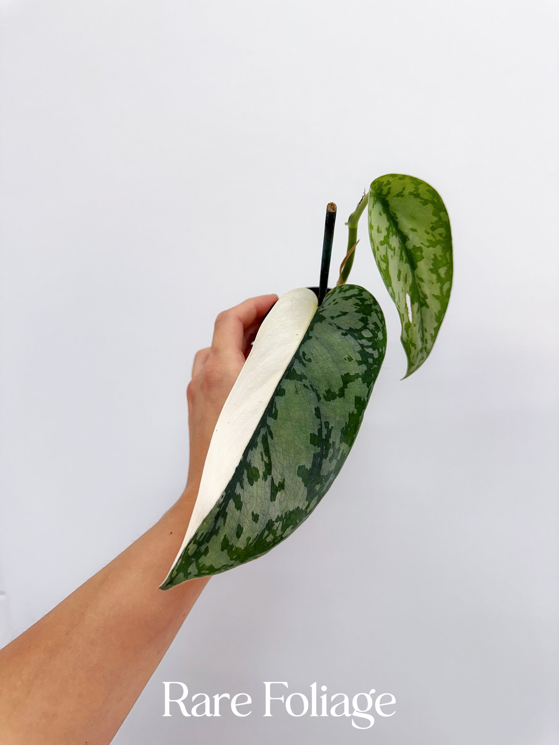 【特価】Scindapsus Lakambini スキンダプサス　ラカンビニ Scindapsus Lakambini 3” – Rare Foliage Plant Co
