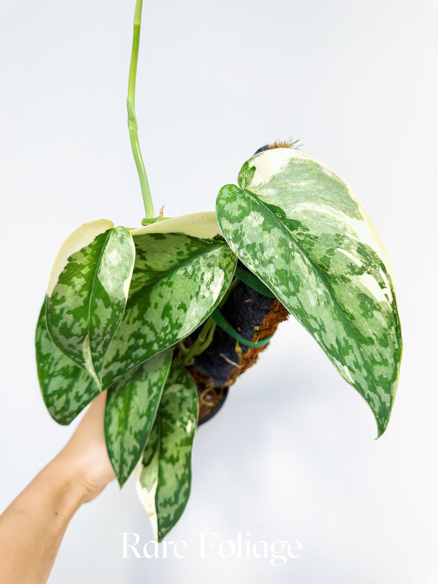 Scindapsus Lakambini Variegated 4" Totem