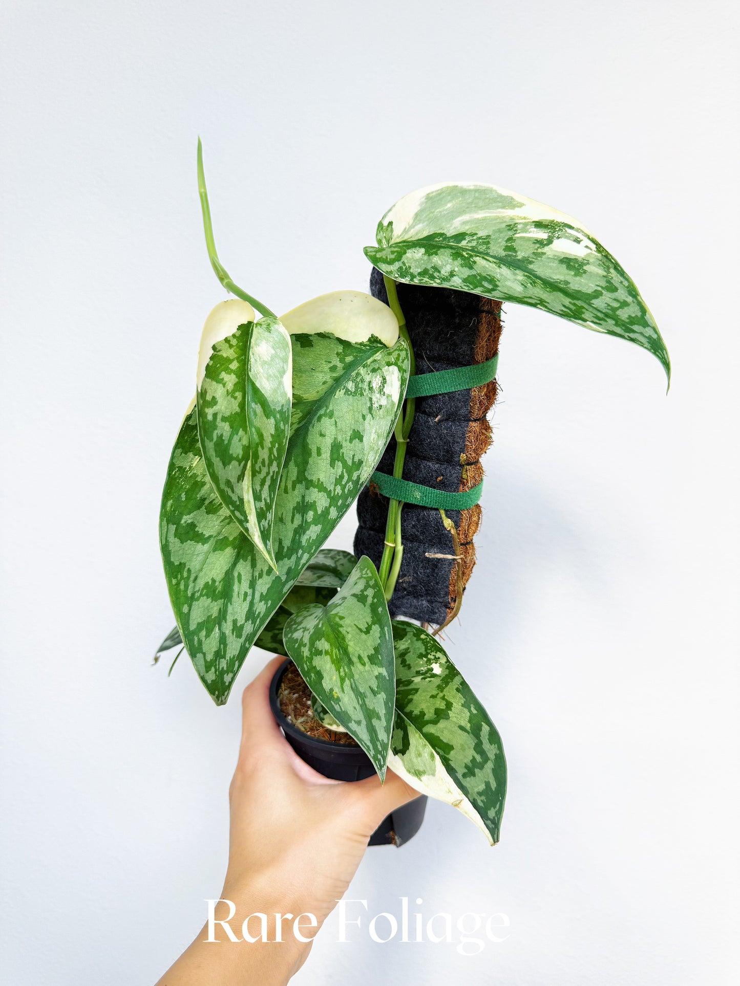Scindapsus Lakambini Variegated 4" Totem