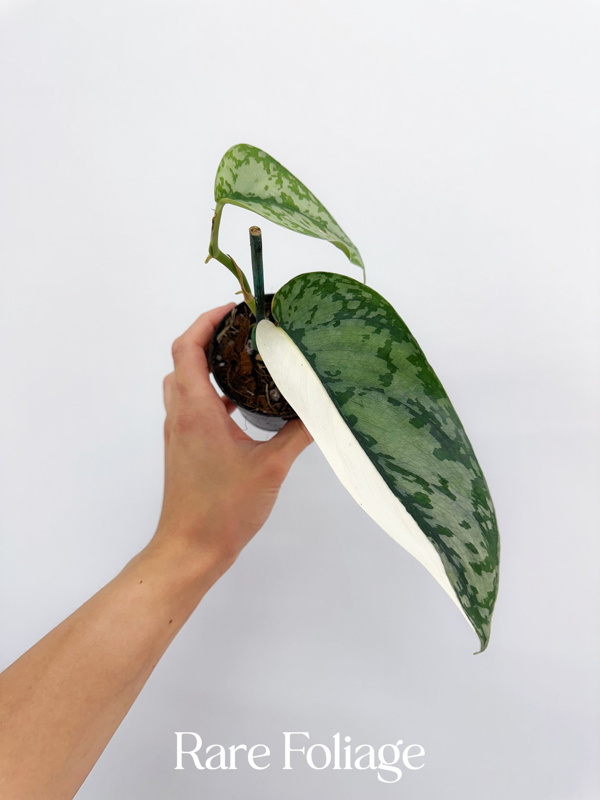 Scindapsus Lakambini 3” – Rare Foliage Plant Co Scindapsus Lakambini 3” – Rare Foliage Plant Co