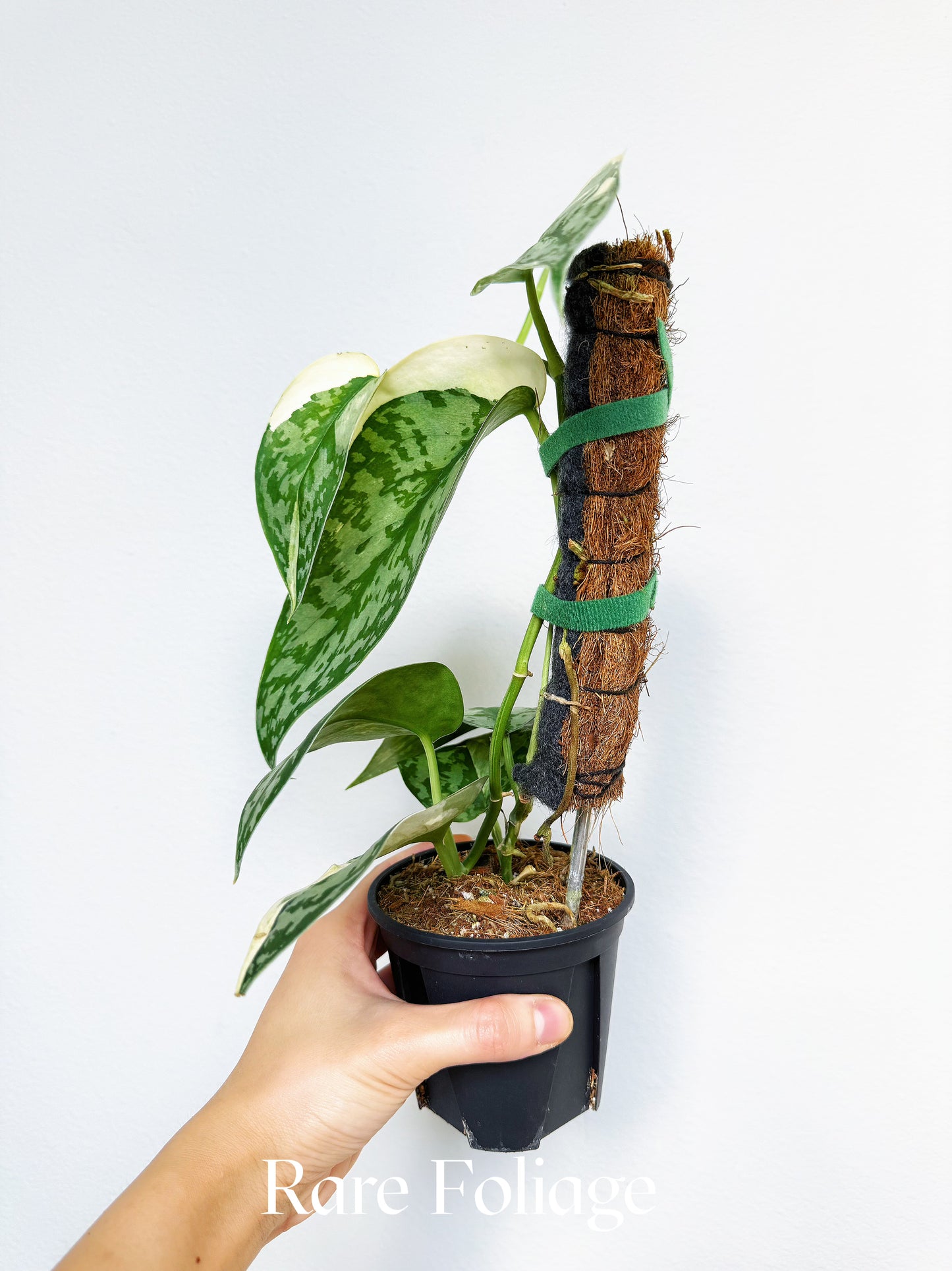 Scindapsus Lakambini Variegated 4" Totem